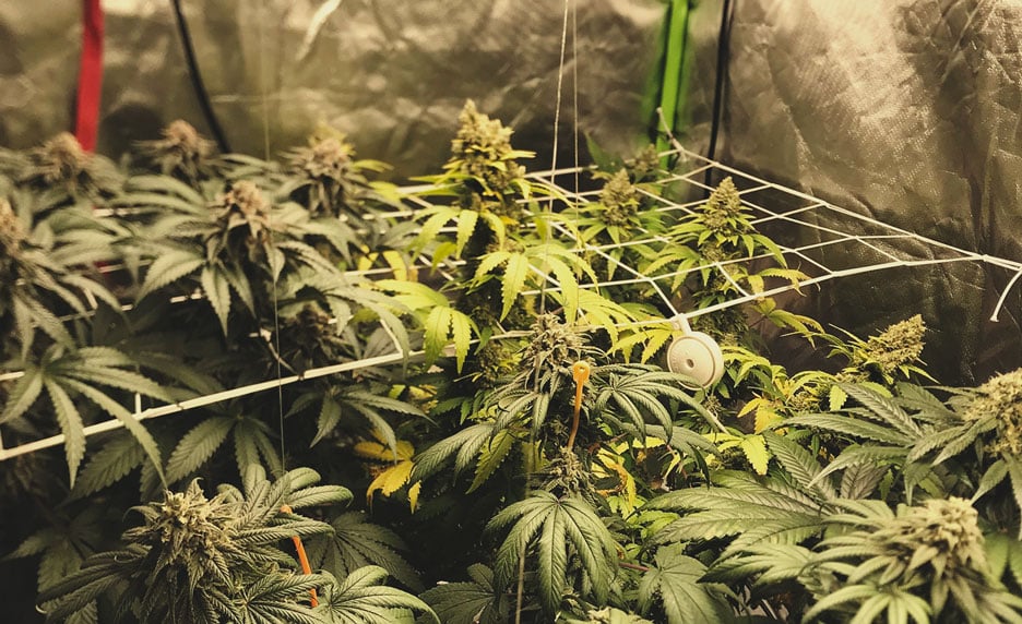 Cannabis Species: Indica, Sativa, or Hybrid