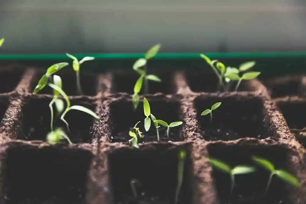 Guide To Germinating Cannabis Seeds