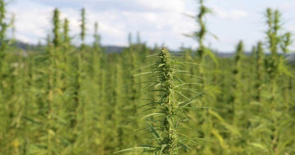 Indoor vs. Outdoor Cultivation Pros and Cons for Growers