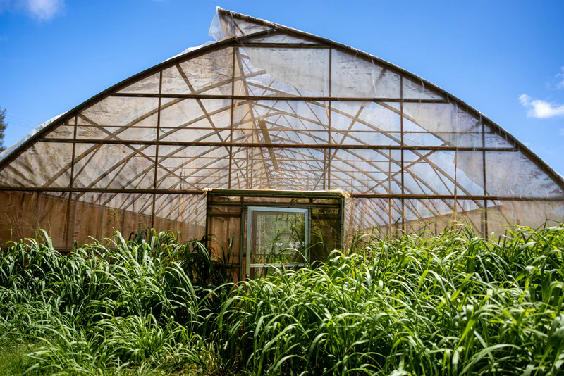 Indoor Cultivation Pros and Cons for Growers