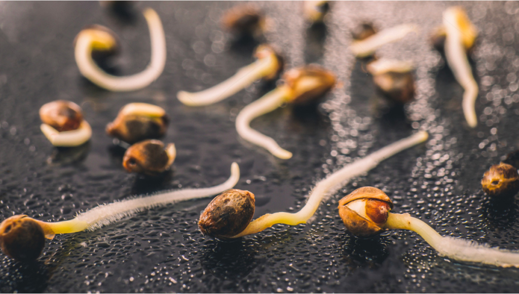 The Complete Guide To Germinating Cannabis Seeds