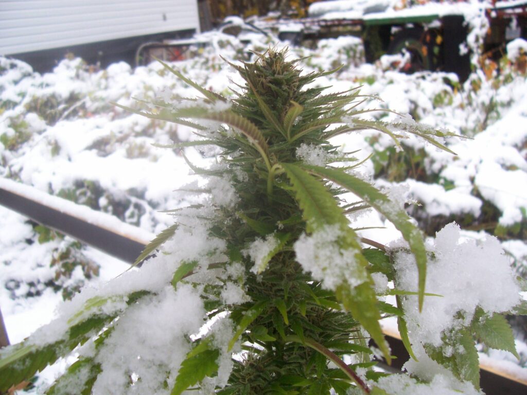 Expert Tips on Growing Cannabis in Cold Climates