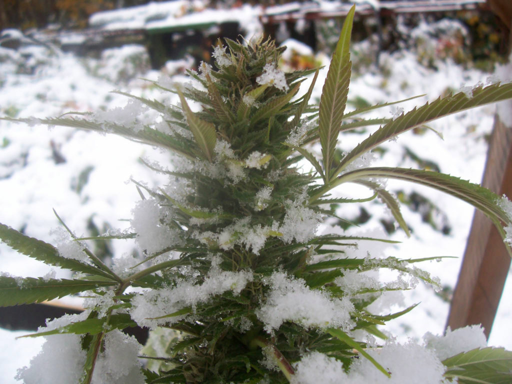 Tips on Growing Cannabis in Cold Climates