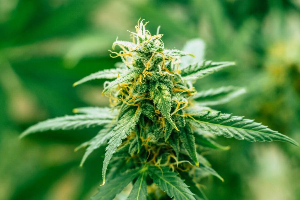 Feminized Autoflowering Cannabis Seeds