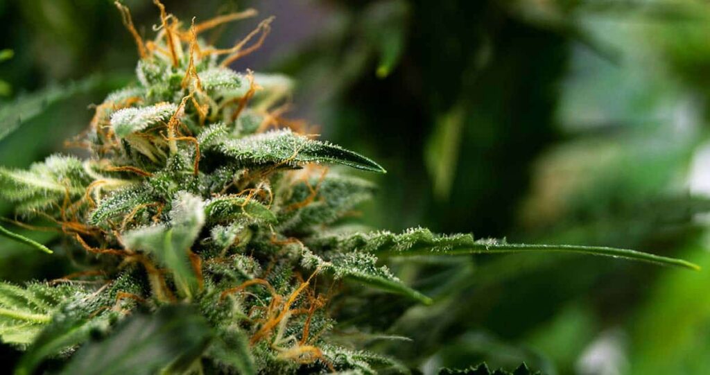 The Future with Feminized Autoflowering Cannabis Seeds