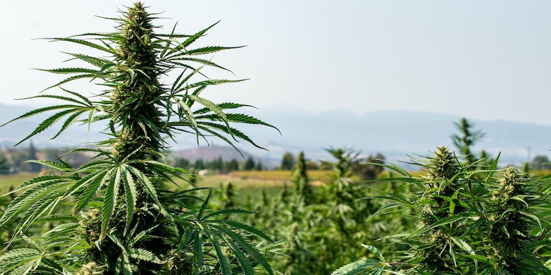 The Growing Stages of Autoflower Cannabis