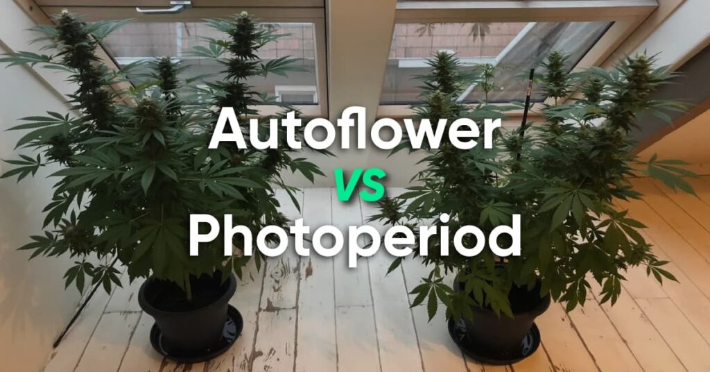 what_is_autoflower_and_photoperiod