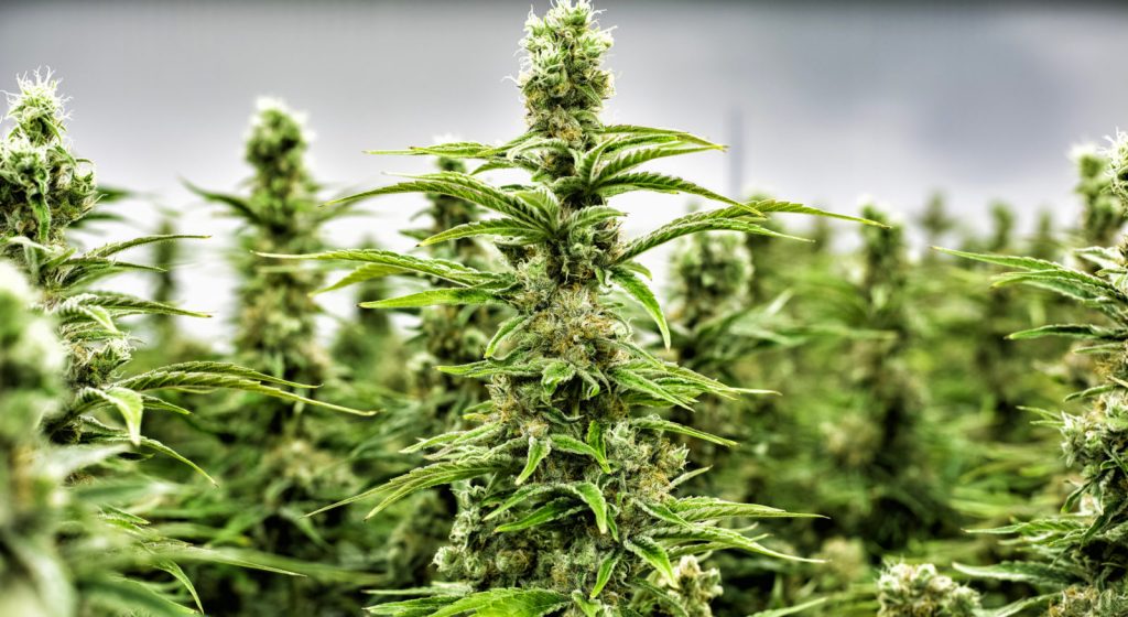 Understanding Cannabis Strain Variations