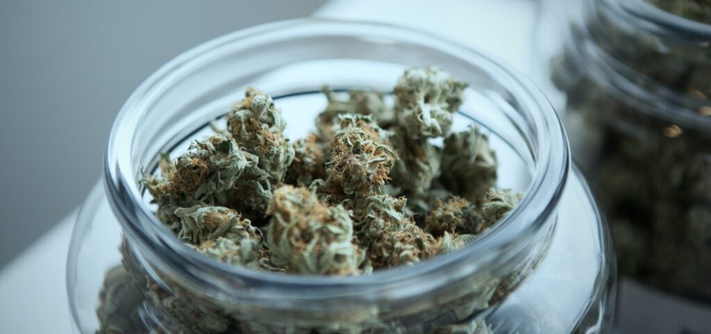 high cbd cannabis