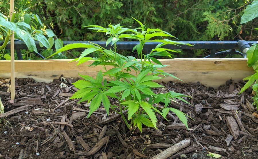 The Role of Organic Cannabis Seeds in Sustainable Farming