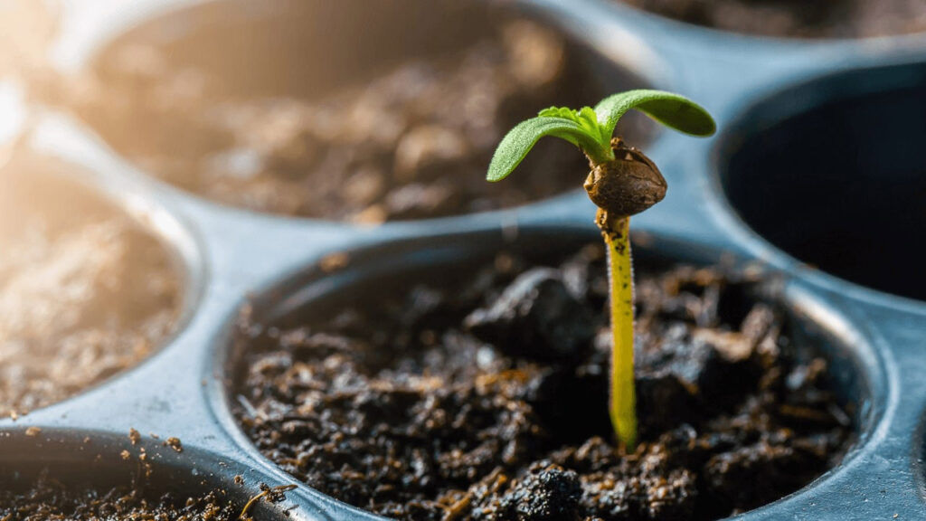 What Are Organic Cannabis Seeds