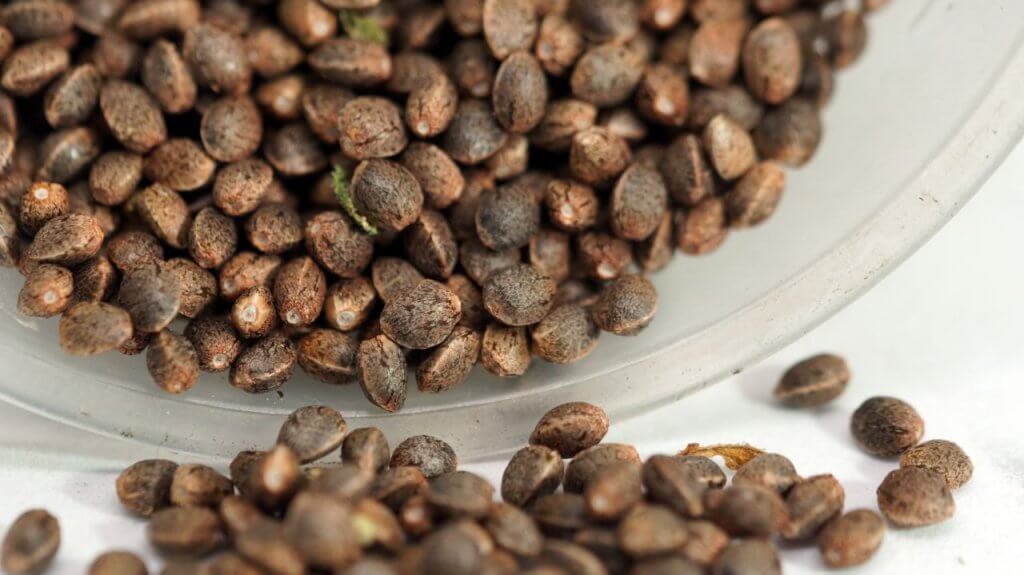 The Lifespan of Cannabis Seeds An Overview