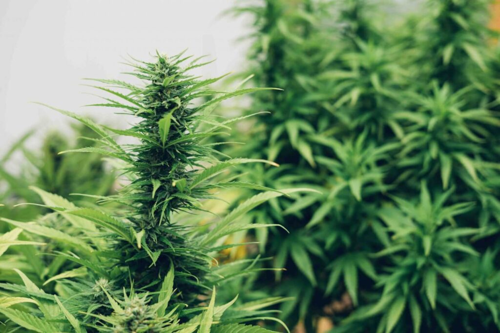 The Role of Cannabis in Mental Health Can It Help with Anxiety and Depression
