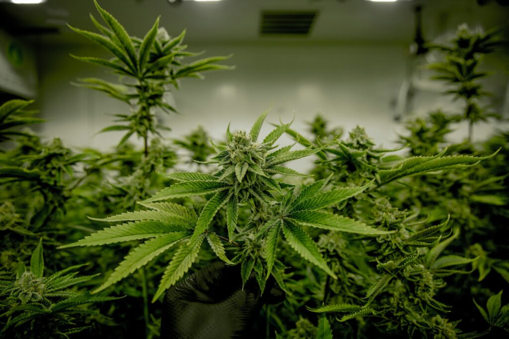 High-Quality Cannabis Seeds