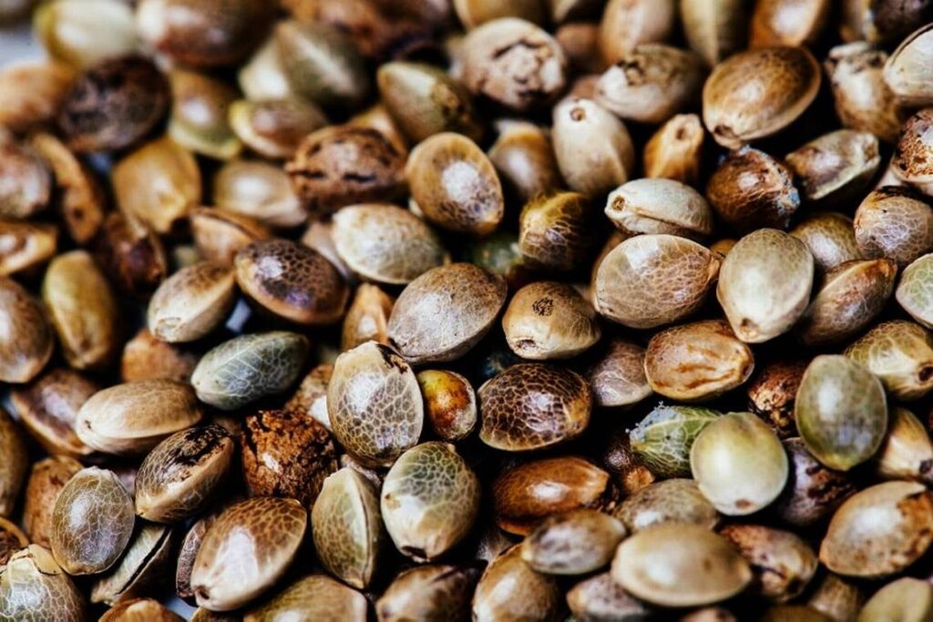The Environmental Benefits of Growing Cannabis from Seeds