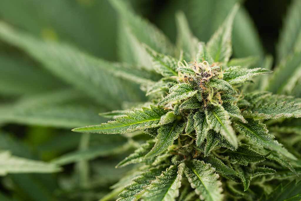 The Different Types of Cannabis Seeds Feminized, Autoflowering, and Regular