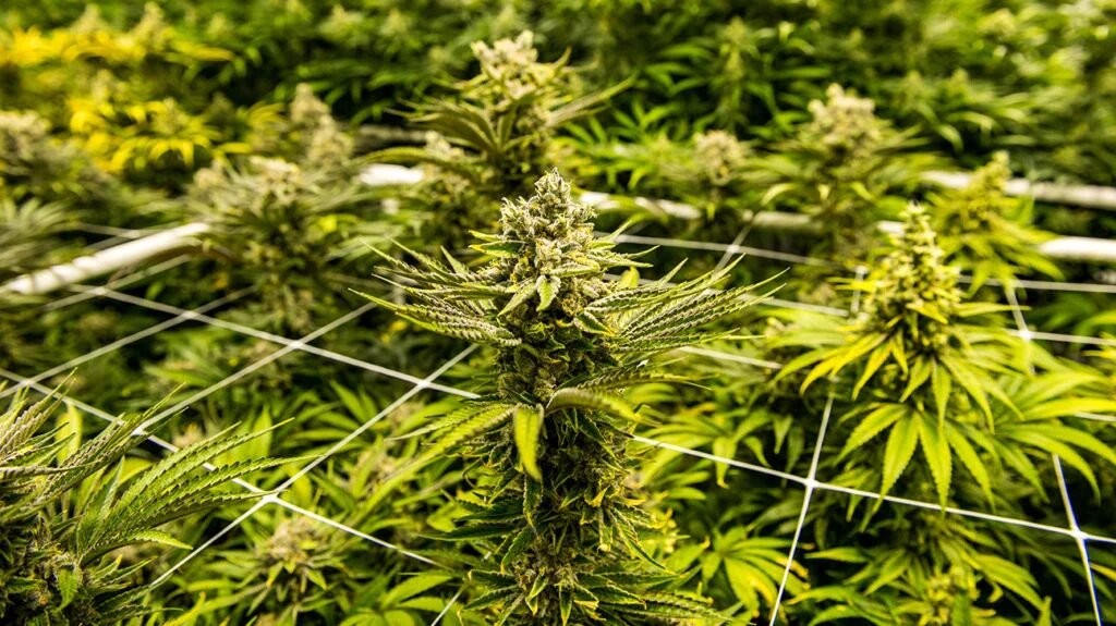 Choose the Right Cannabis Seeds