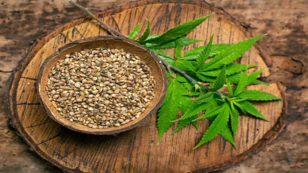 Germination Hacks Maximizing Cannabis Seed Sprouting Rates
