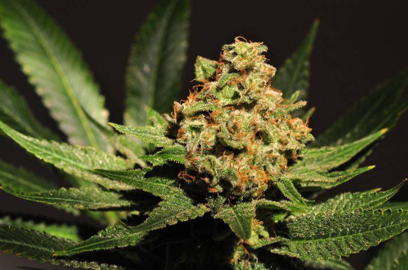 Top 5 Seedling Nutrient Mistakes When Starting Cannabis Seeds
