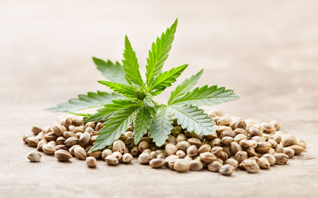 Understanding Cannabis Seeds