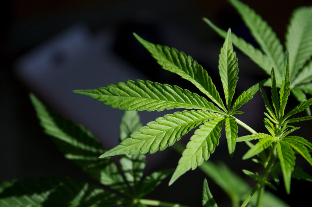 Lifecycle of cannabis
