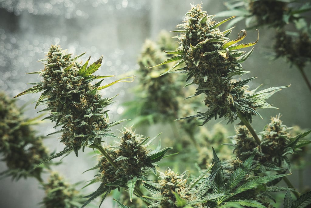 How Light Cycles Impact Cannabis Seed Growth and Flowering