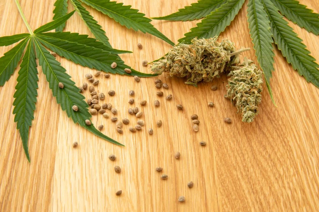 Autoflower vs. Photoperiod Seeds
