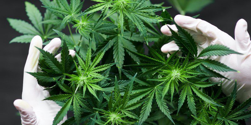 Fast-Growing Cannabis Seeds What to Look For in 2026