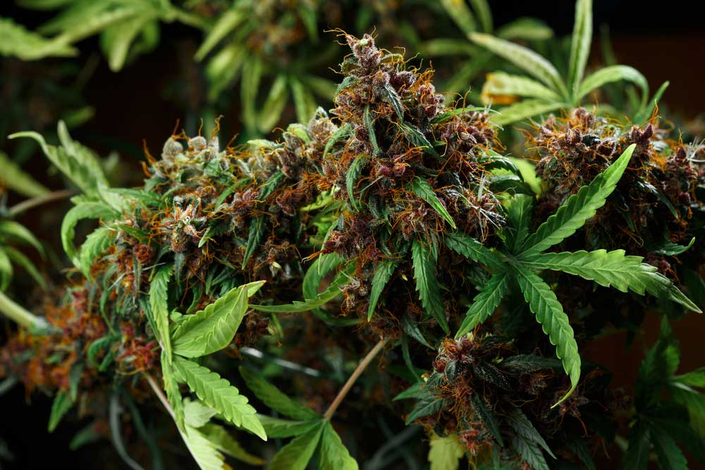 Types of Fast-Growing Cannabis Seeds