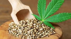 Germinate cannabis seeds and fixing issues
