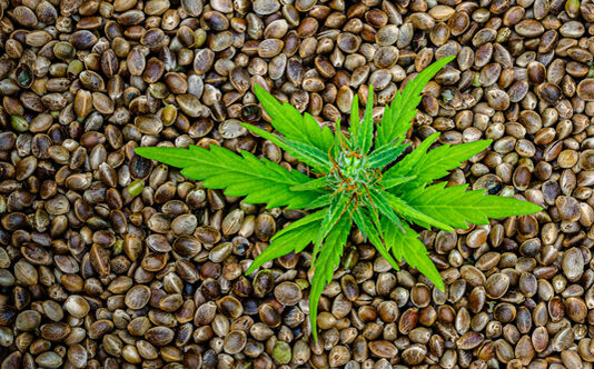 Cannabis seeds Germination