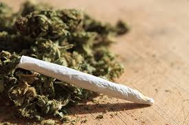 Fast-Flowering Cannabis Seeds