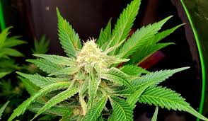 Autoflowering Seeds